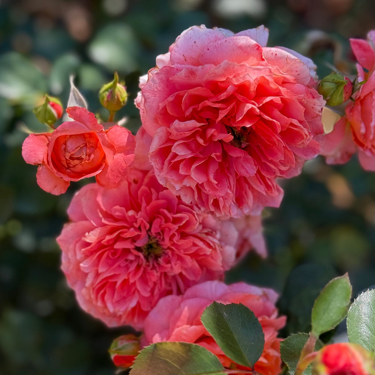Rose - Adobe Sunrise