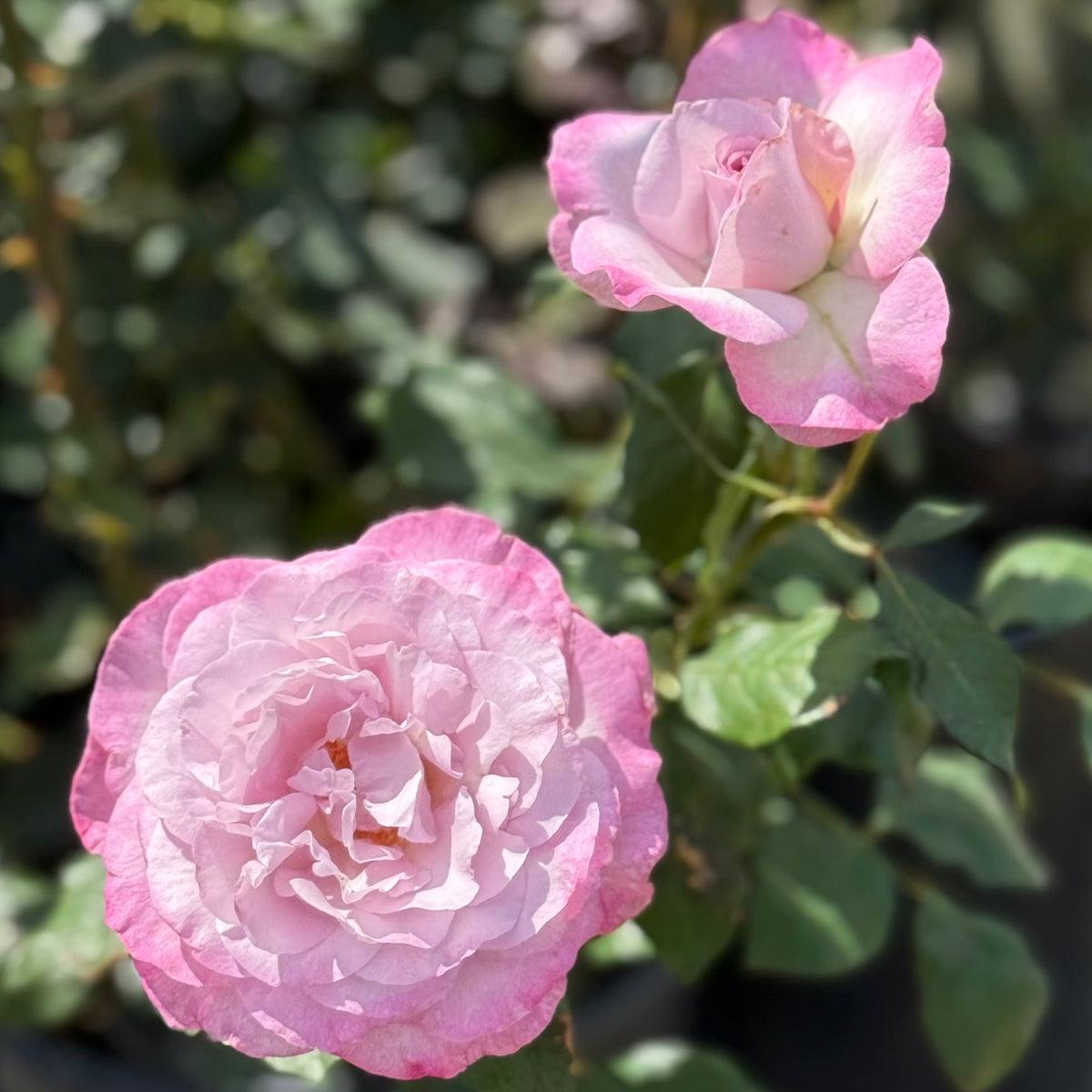 Rose - Nicole Carol Miller