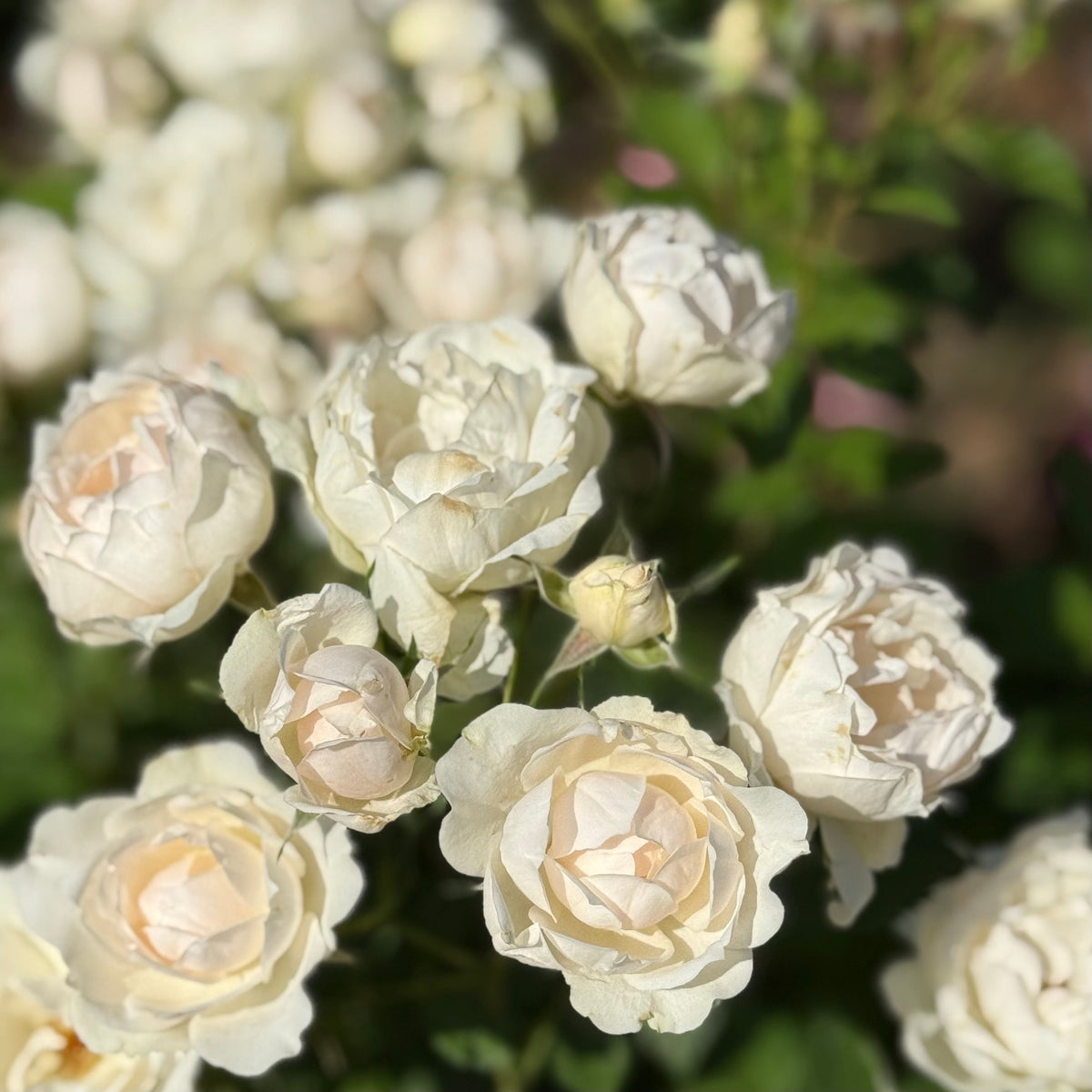 Rose - Icecap