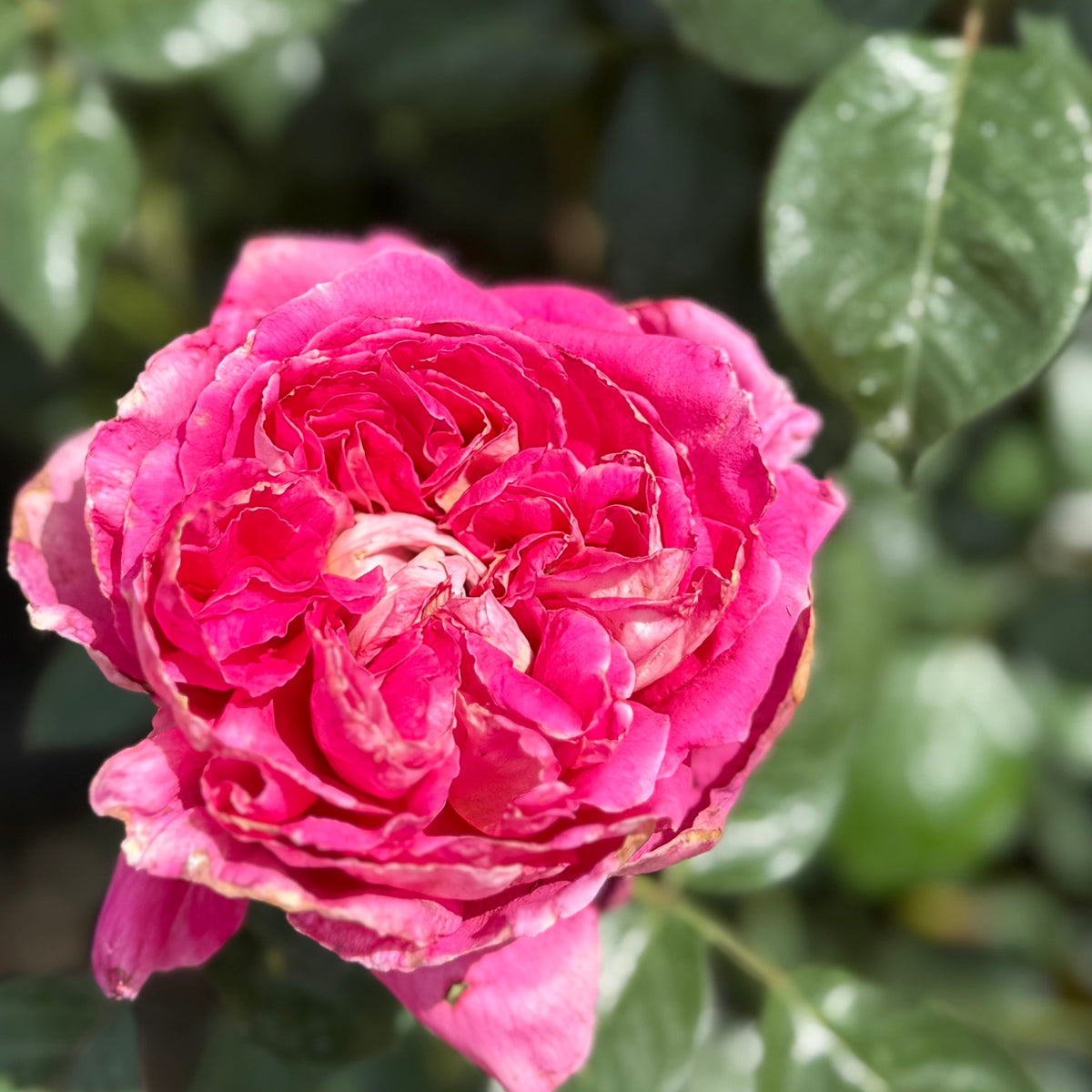 Rose - Winning Streak