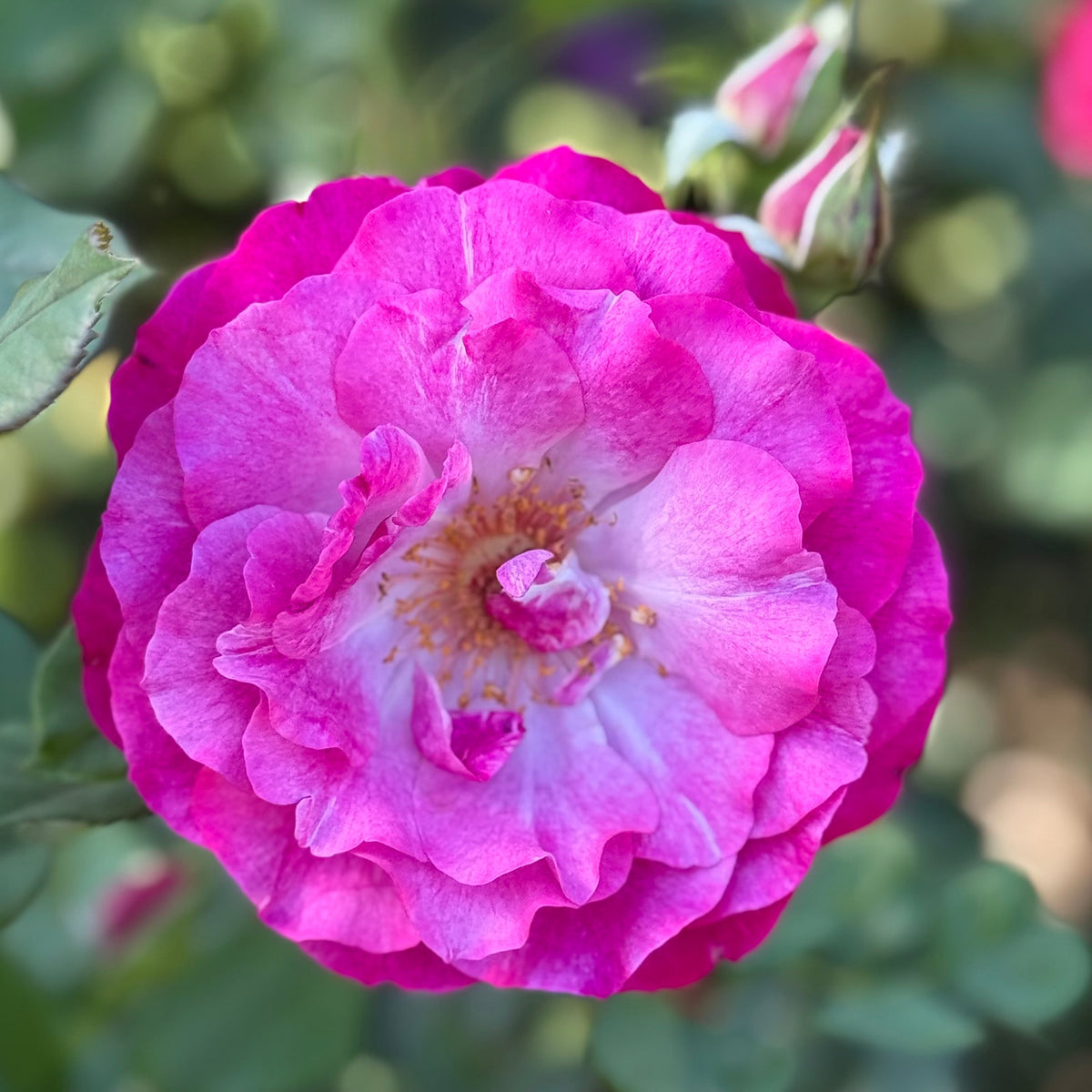 Rose - Wild Blue Yonder