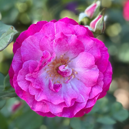 Rose - Wild Blue Yonder