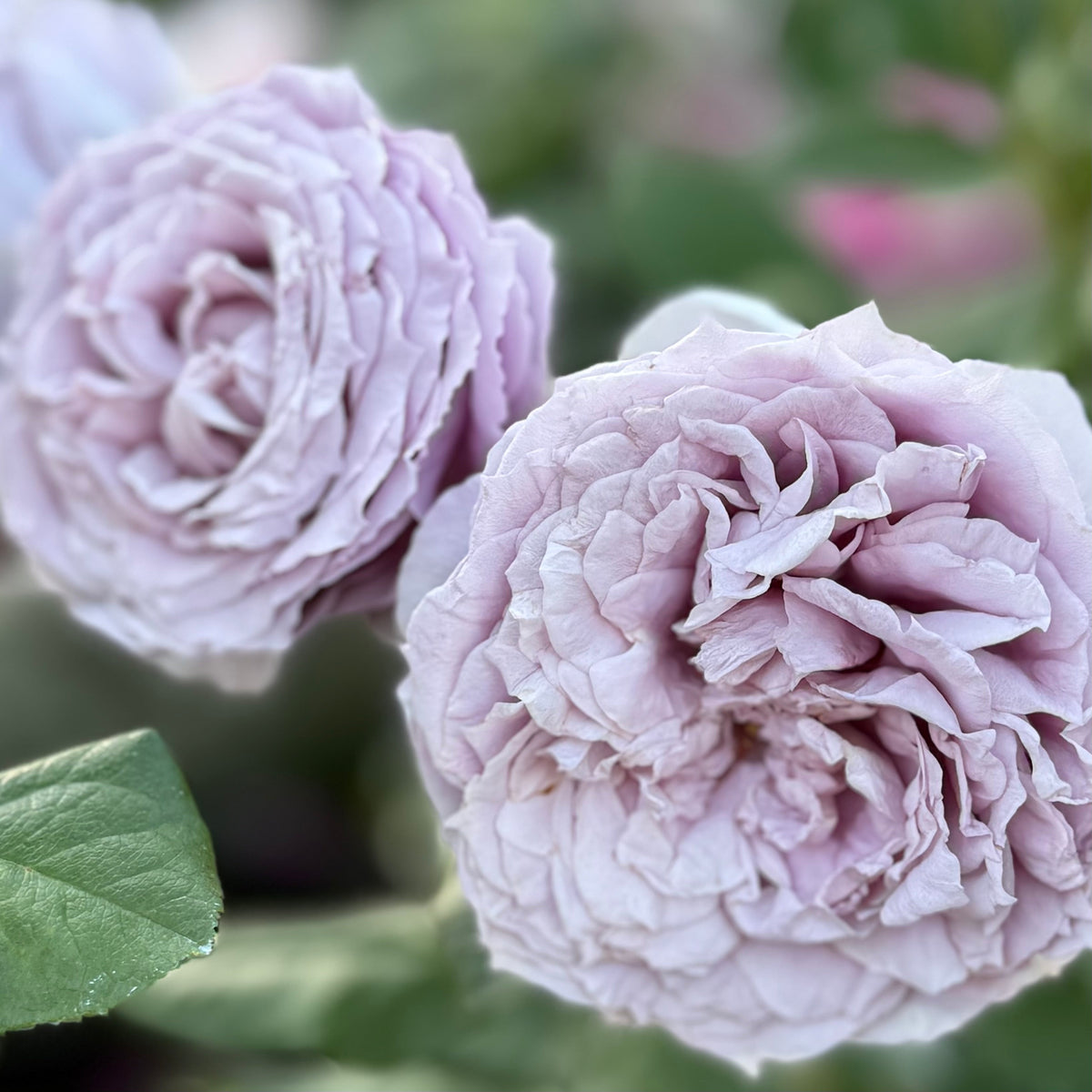 Rose - Poseidon