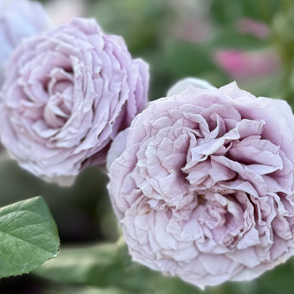 Rose - Poseidon