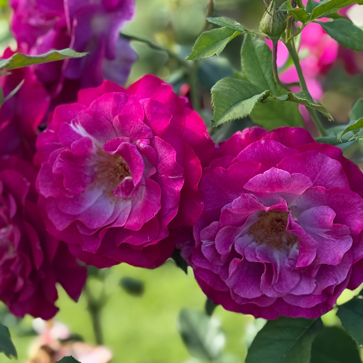 Rose - Wild Blue Yonder