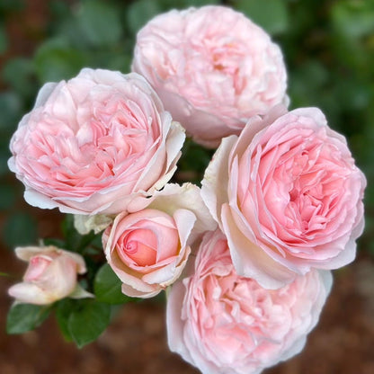 Rose - Parfuma Bliss