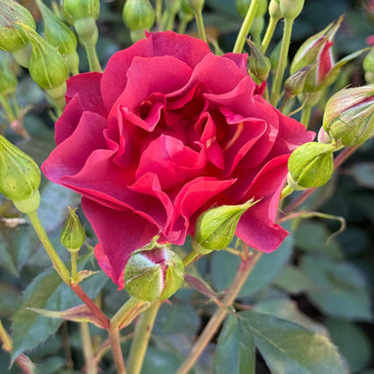 Rose - Cinco de Mayo
