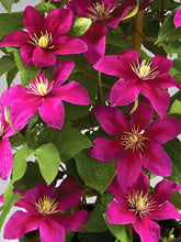 Load image into Gallery viewer, Clematis Flowering Vine - Briar Beauty - Continuous Prolific Blooms - Fan favorite
