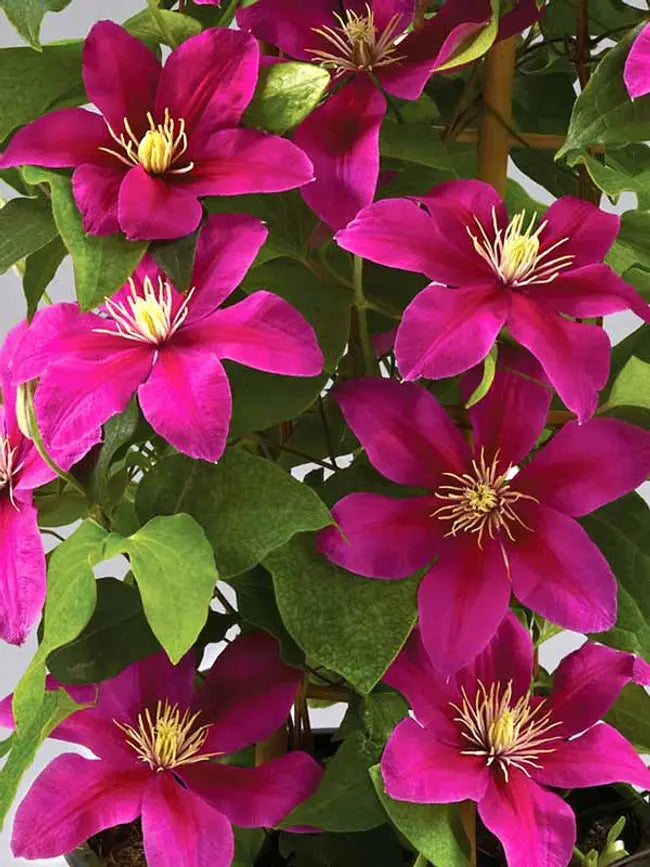 Clematis Flowering Vine - Briar Beauty - Continuous Prolific Blooms - Fan favorite
