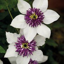 Load image into Gallery viewer, Clematis &#39;Florida Seboldii&#39; - Double Bloom White and Purple
