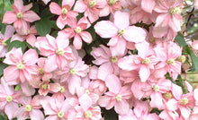 Load image into Gallery viewer, Fragrant Soft Pink Clematis Vine
