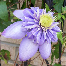 Load image into Gallery viewer, Clematis &#39;Blue Light&#39; - Soft Lavender Double Bloom
