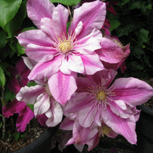 Load image into Gallery viewer, Clematis &#39;Pafar&#39; AKA Patricia Ann Fretwell - Multi-Bloom Pink
