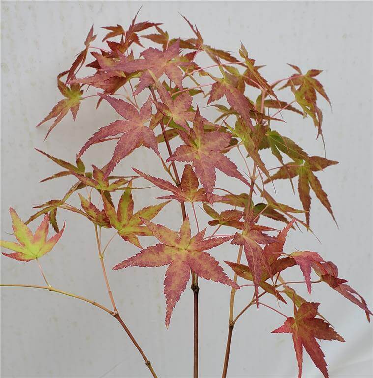Japanese Maple - Calico