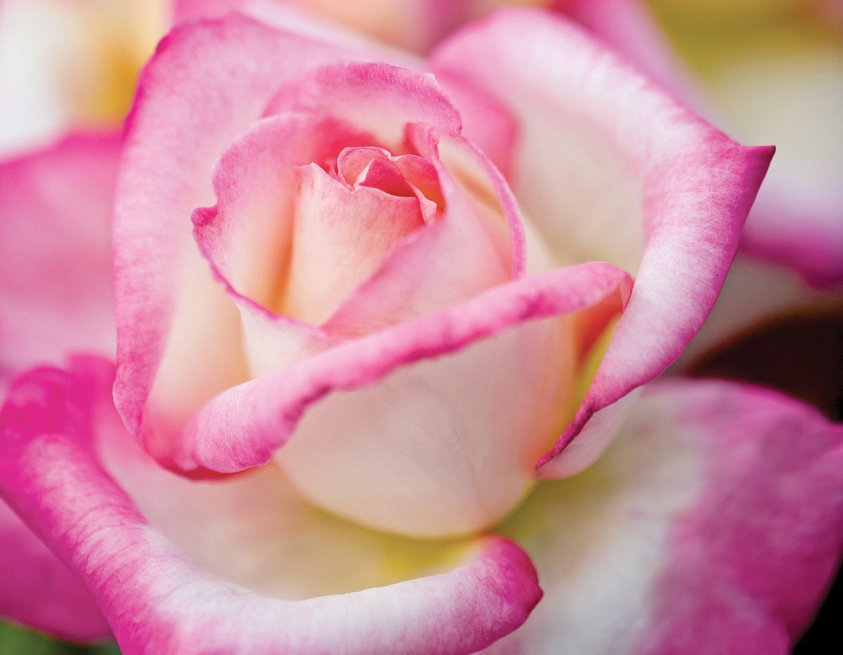 Rose - California Dreamin'