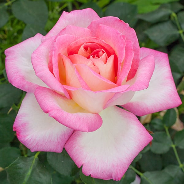 Rose - California Dreamin'