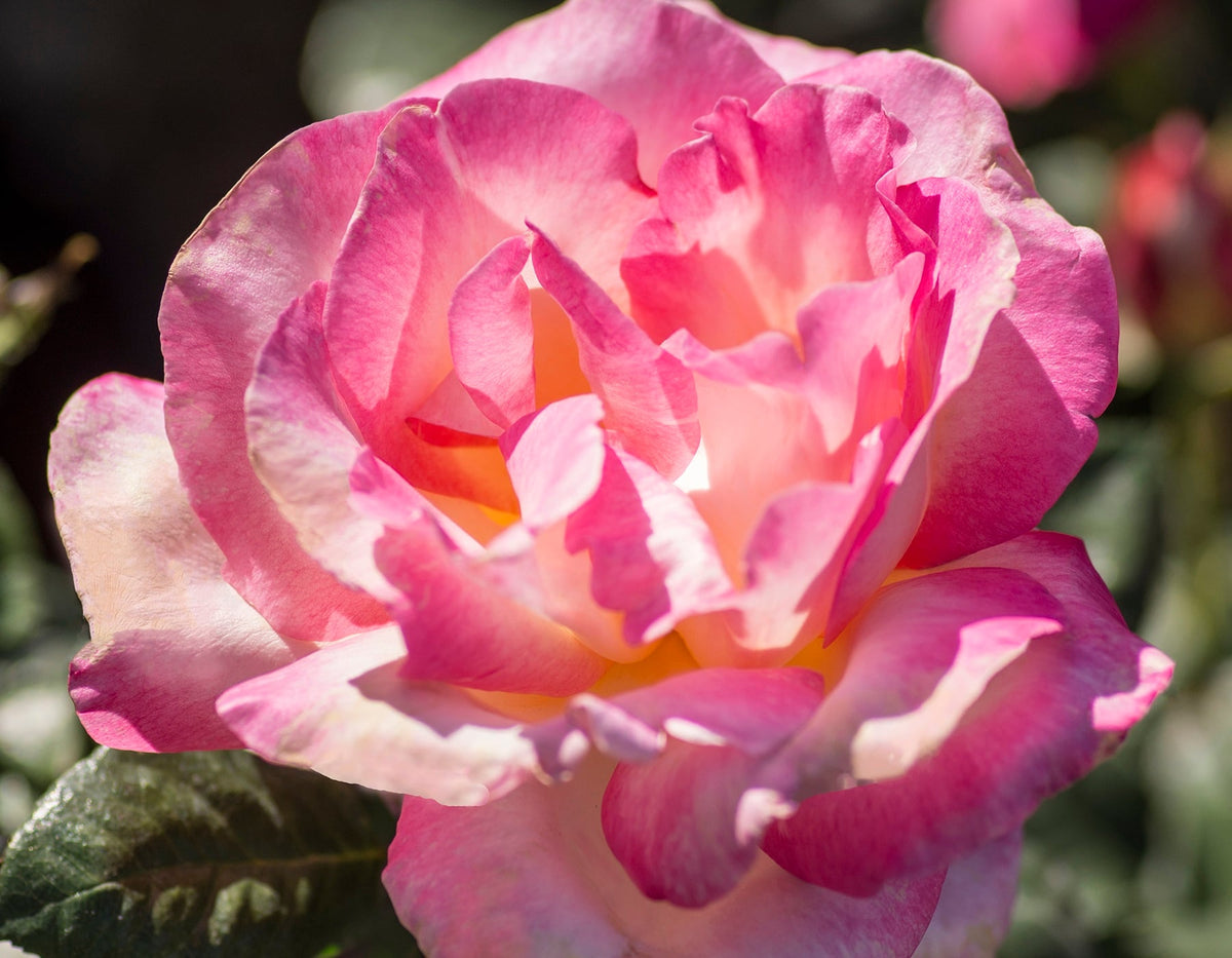 Rose - California Dreamin'