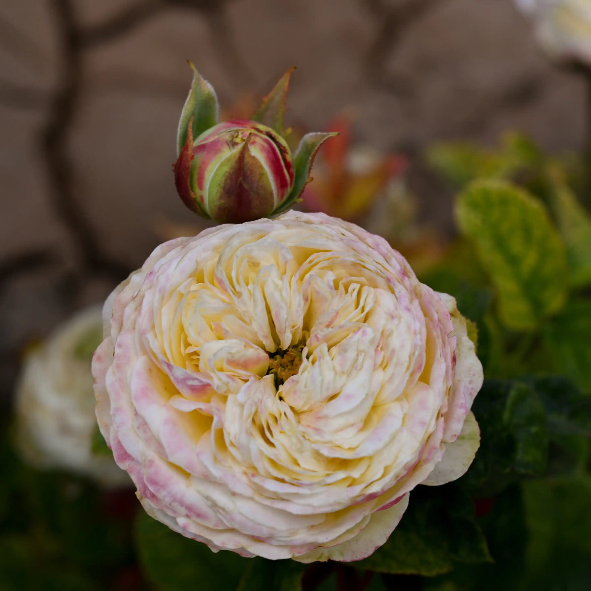 Rose - Cassandra