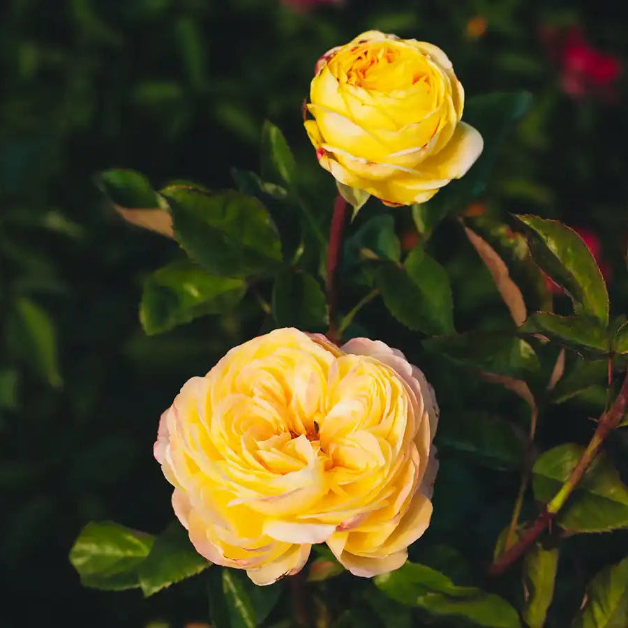 Rose - Cassandra