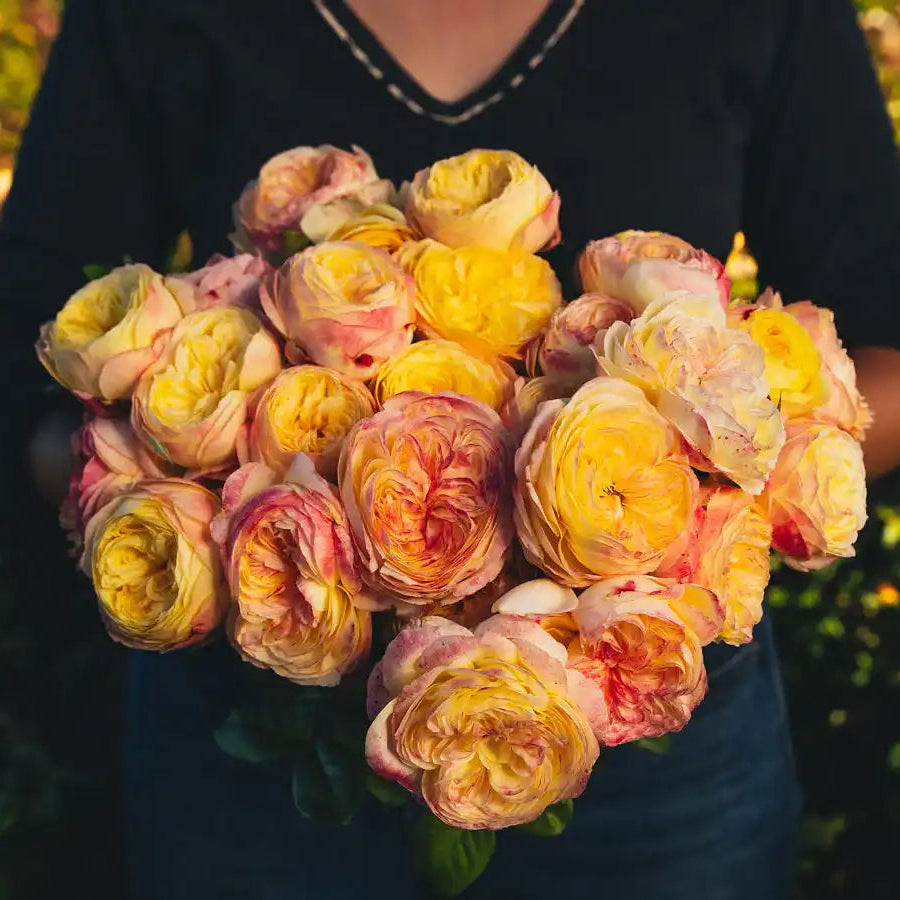 Rose - Cassandra