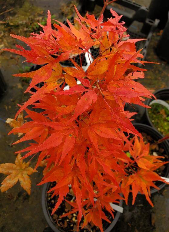 Japanese Maple - Catalina Yatsubusa