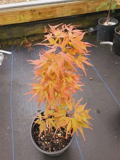 Japanese Maple - Catalina Yatsubusa
