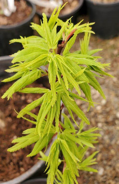 Japanese Maple - Catalina Yatsubusa