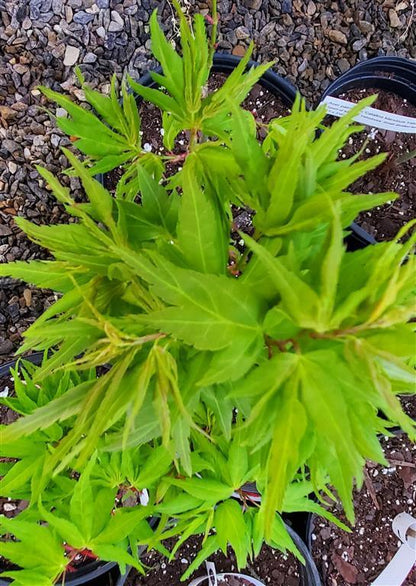Japanese Maple - Catalina Yatsubusa