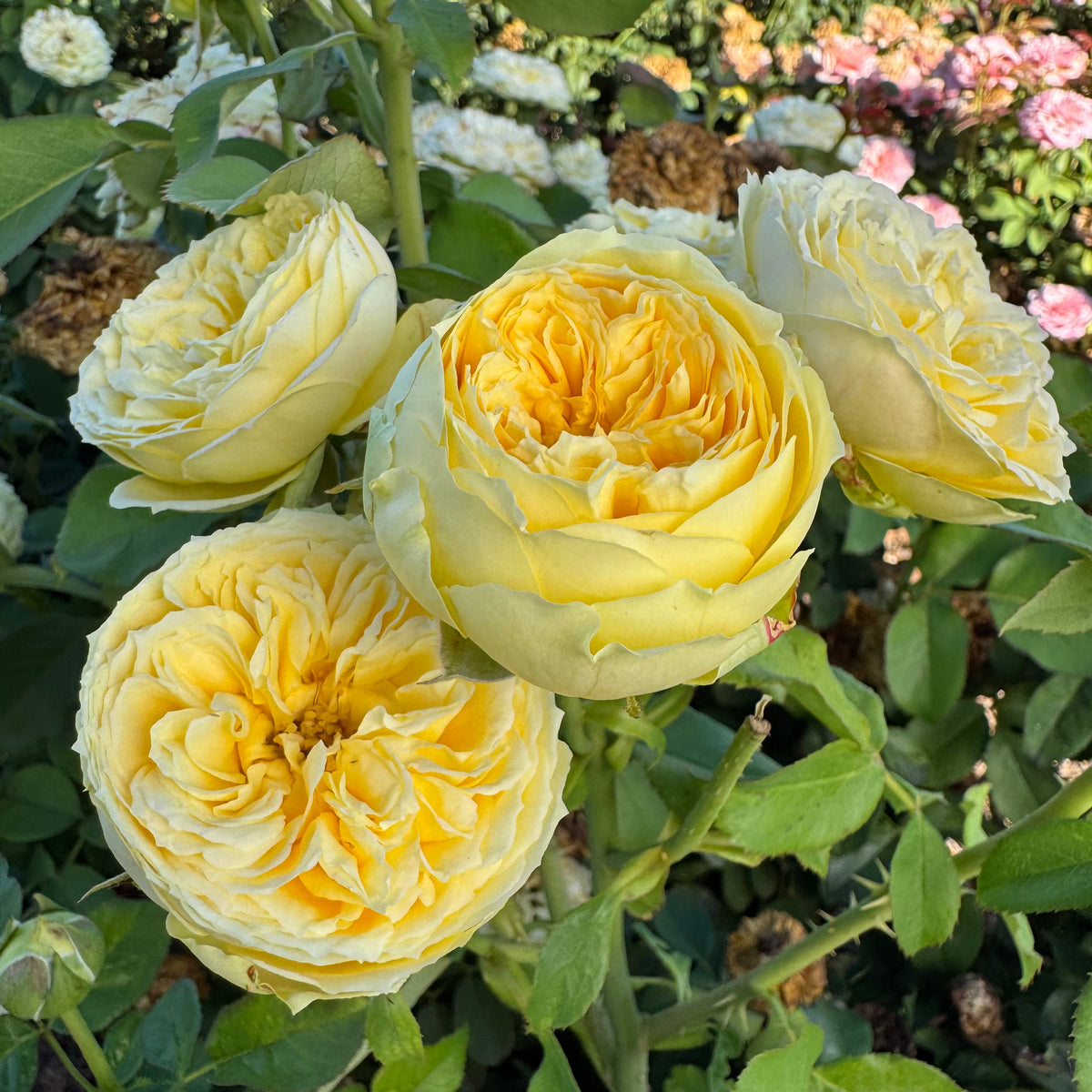 Rose - Catalina