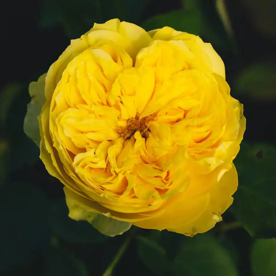 Rose - Catalina