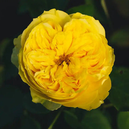 Rose - Catalina