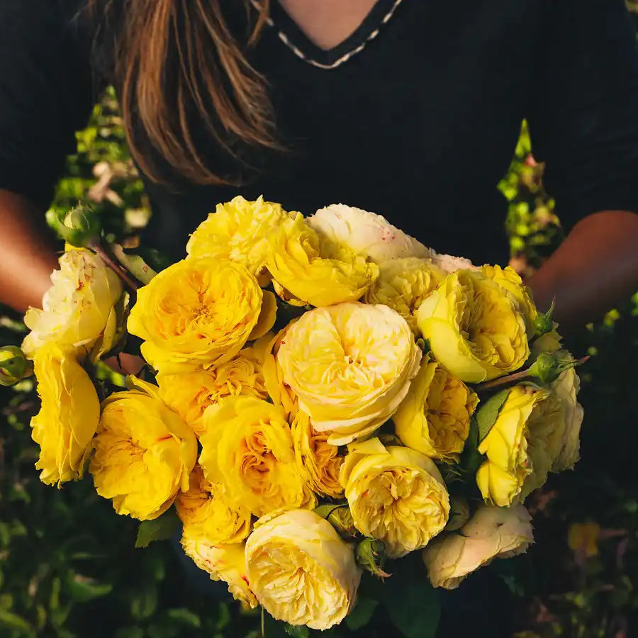Rose - Catalina