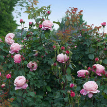 Load image into Gallery viewer, Rose - Cathedral Bells
