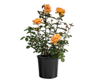 Rose - Centennial Star