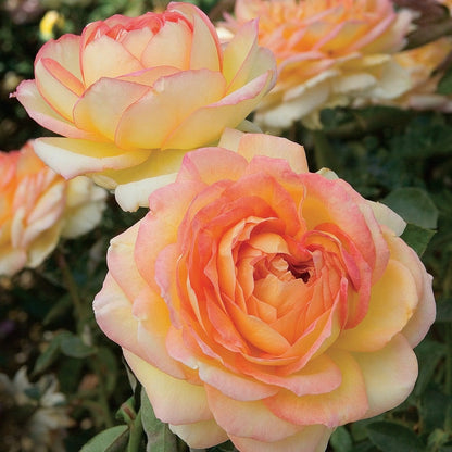 Rose - Centennial Star