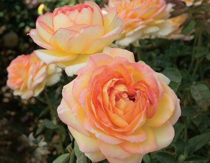 Rose - Centennial Star