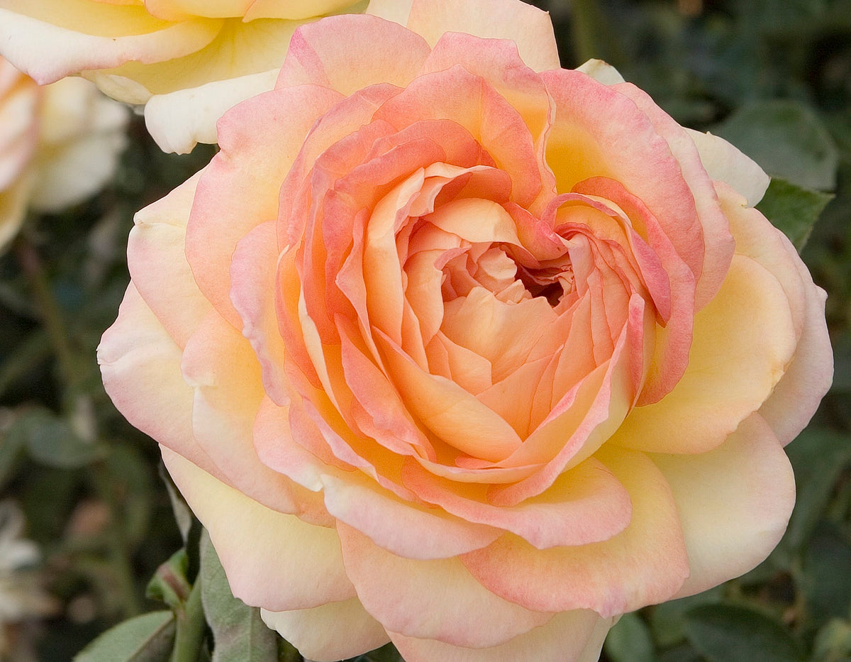Rose - Centennial Star