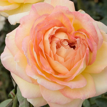 Rose - Centennial Star