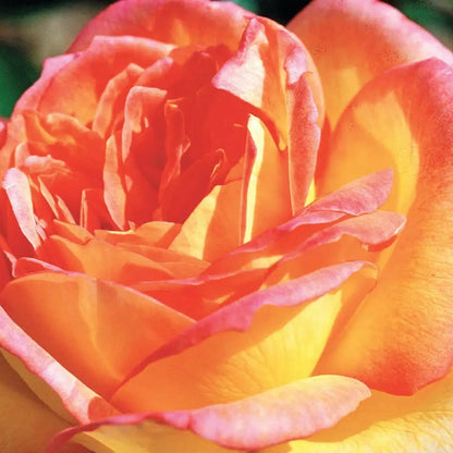 Rose - Centennial Star