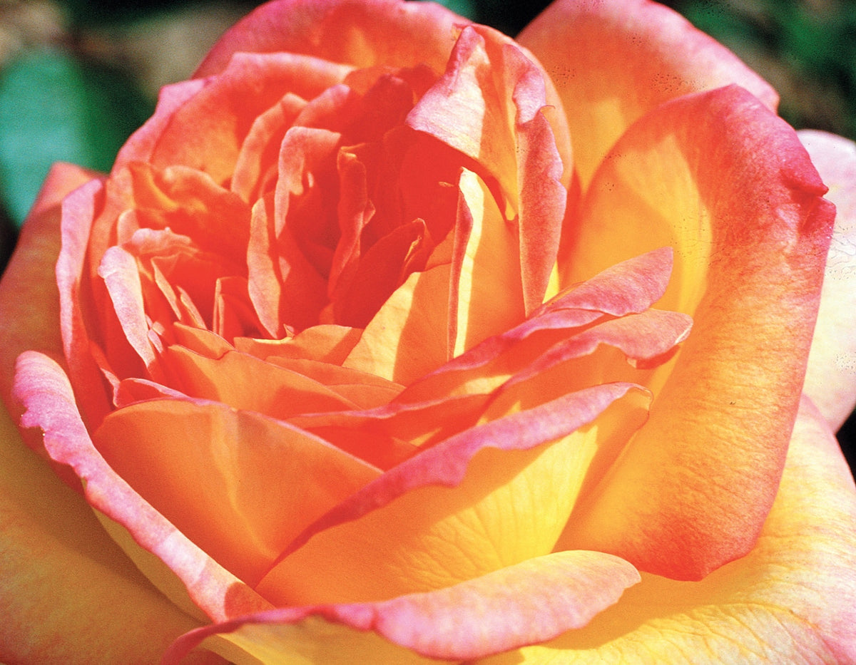 Rose - Centennial Star