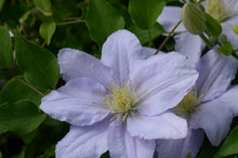 Load image into Gallery viewer, Clematis &#39;Chelsea&#39; - 3 ft Dwarf Variety
