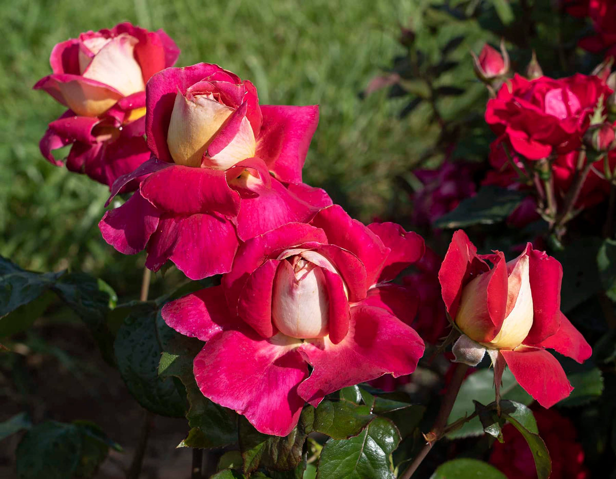 Rose - Cherries and Champagne