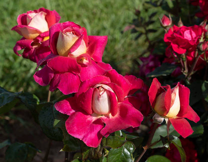 Rose - Cherries and Champagne