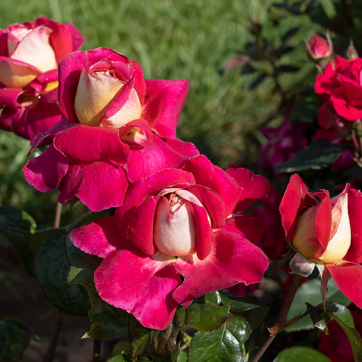 Rose - Cherries and Champagne