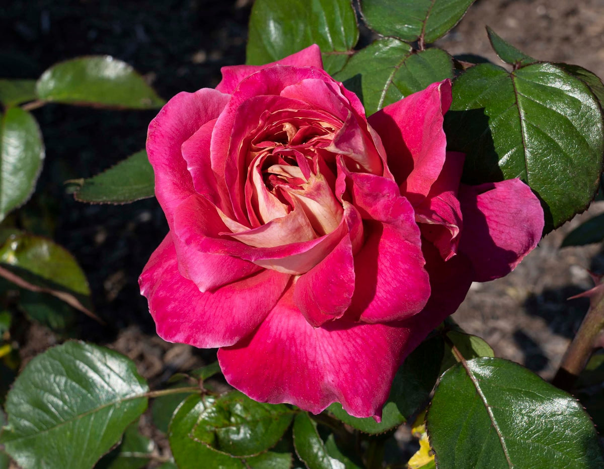 Rose - Cherries and Champagne