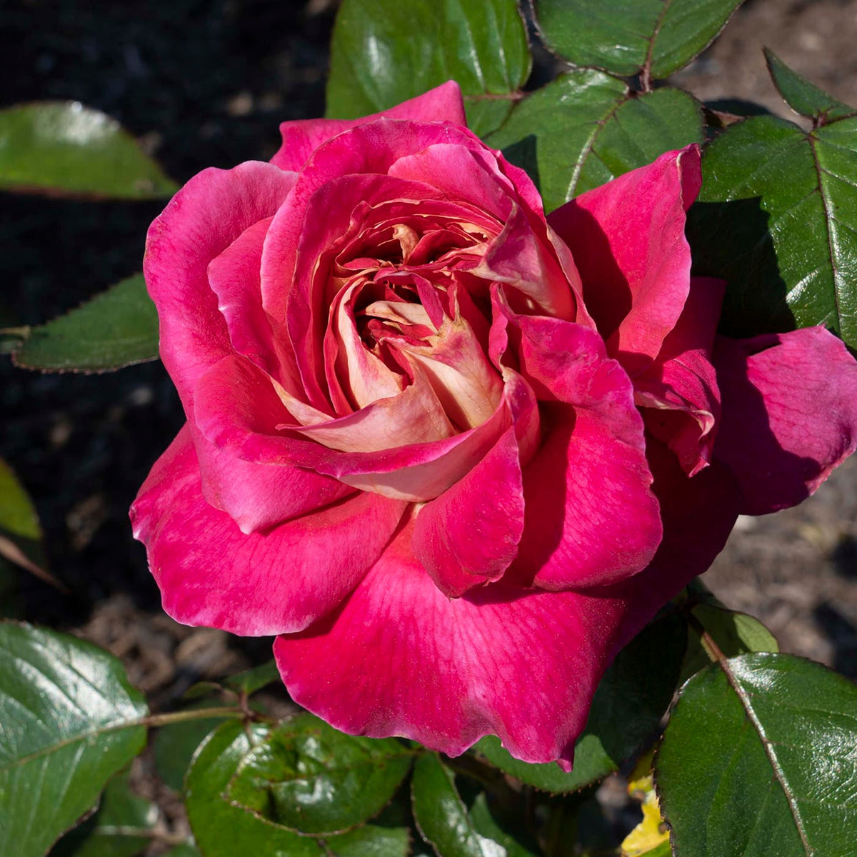 Rose - Cherries and Champagne