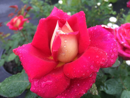 Rose - Cherries and Champagne