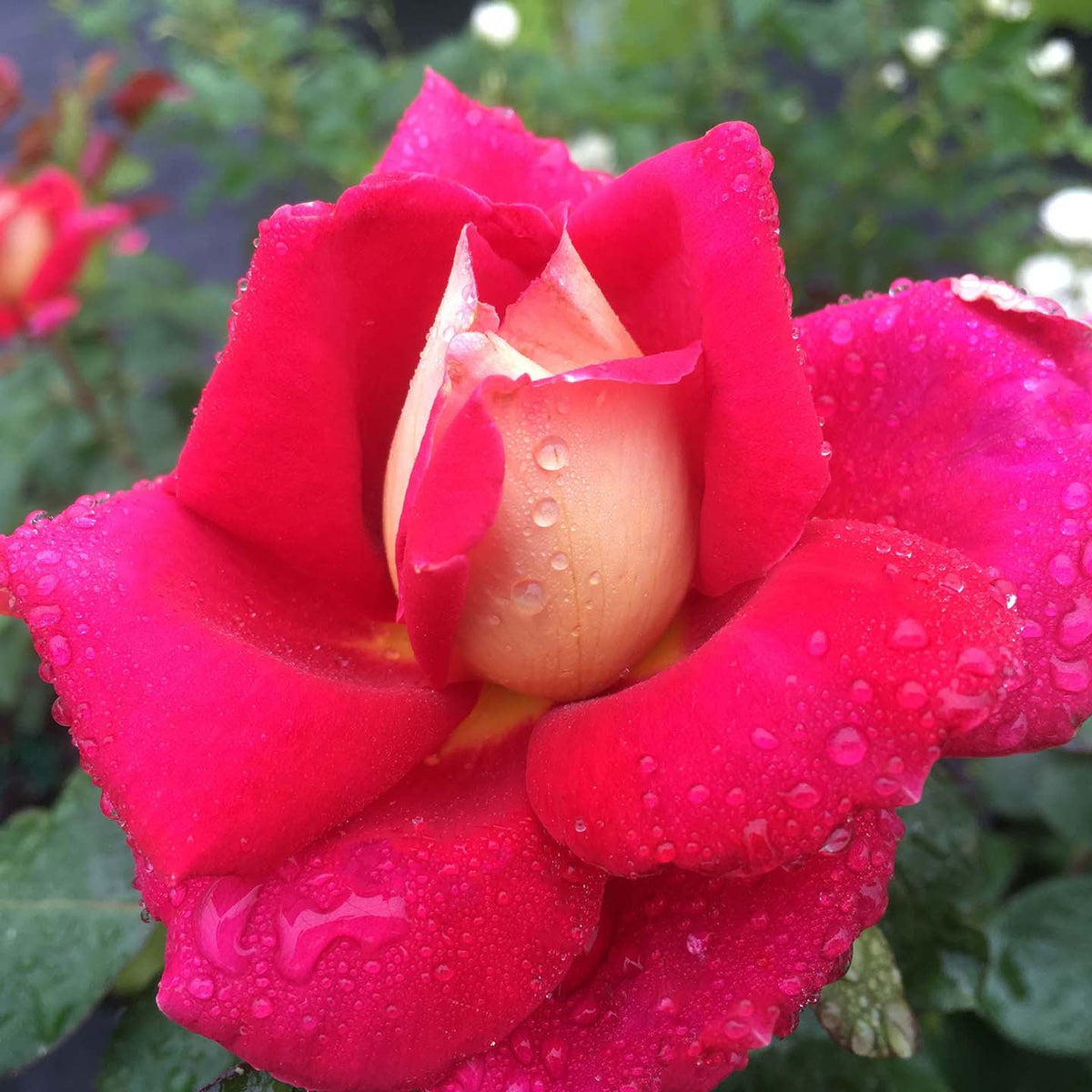 Rose - Cherries and Champagne