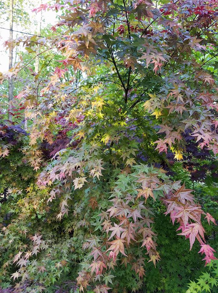 Japanese Maple - Chishio Improved