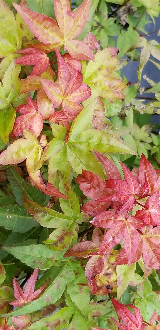 Japanese Maple - Chishio Improved
